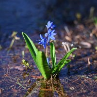 Первоцвет :: Вадим 