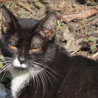 Какие вопросы? :: kudrni Кудрявцева