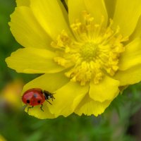 Маленькое чудо :: Наталья Димова
