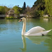 А белый лебедь на пруду :: Pavel Blashkin