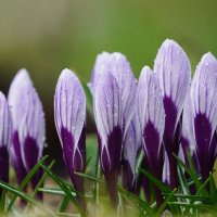 После дождя — только нежность :: Иван Литвинов