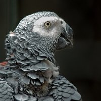 Кипяти воду, Жора... :: Valziwa 