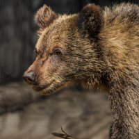 Бурый :: SanSan 