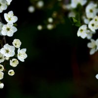Цветение :: Юрий Гайворонскiий Цветение :: Юрий Гайворонскiий