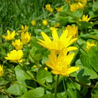 Природы дивное творенье... :: Ravile 