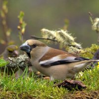 ... :: Вячеслав Минаев