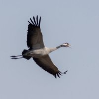 Весна пришла! :: Георгий Бондаренко