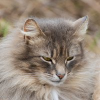 Пушистик. :: Андрей Андрианов