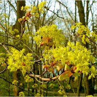 Природа оживает! :: VasiLina *