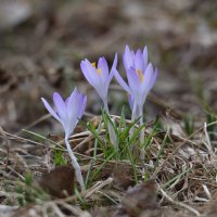 Весна у порога :: Юрий Воронов