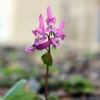 Хохлатка. :: Игорь Родионов Хохлатка. :: Игорь Родионов