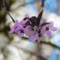 Весенние  цветы :: Валентин Семчишин