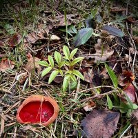 Саркосцифа алая :: Любовь 