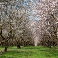 Небо в цветущем миндале... :: Светлана Фокша