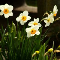 Последние нарциссы апреля :: Юрий. Шмаков