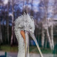 Пеликан :: Александр Леонов