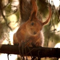 С праздником :: Savayr 