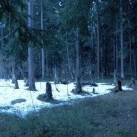 В лесу. :: Михаил Елочкин