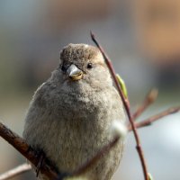 Воробушек :: VL