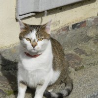 В мире животный :: Anna-Sabina Anna-Sabina