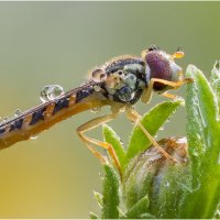 Муха журчалка.Hoverfly. :: Александр Григорьев