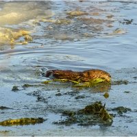 Добыча зелёного корма из глубины :: Валентин Котляров