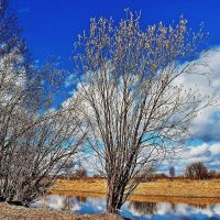 Май...Цветущие вербы над протокой Чеускина. :: Владимир Май...Цветущие вербы над протокой Чеускина. :: Владимир
