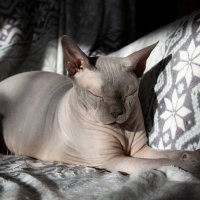 Кот в лучах весеннего солнца :: Роман Григорьев