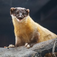 Харза :: SanSan 