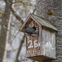 Скворцы прилетели :: Валерий Иванович