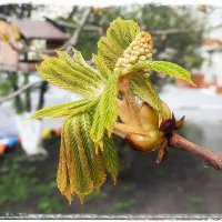 Каштан - пробуждение :: Сеня Белгородский