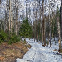 По раннему апрелю :: Сергей Цветков