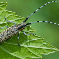 СТЕБЛЕВОЙ ОБЫКНОВЕННЫЙ УСАЧ ... :: Владимир Железнов