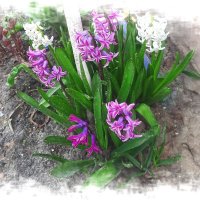 Весенний островок :: Сеня Белгородский