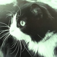 Кого-то увидел :: Людмила Смородинская