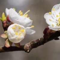 Абрикос в цвету :: Мариша Тим Абрикос в цвету :: Мариша Тим