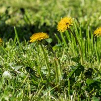 Одуванчики :: Игорь Сикорский