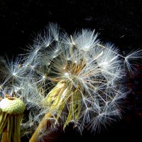 Одуванчик. :: nadyasilyuk Вознюк