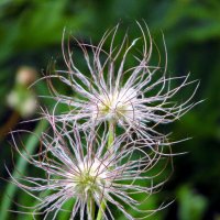 Прострел. :: nadyasilyuk Вознюк