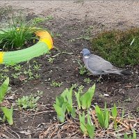 "пошли" огороды :: Сеня Белгородский
