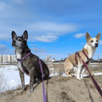 Прогулки :: Anna Ivanova