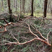 Скопище… :: Любовь 