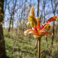 Красота пробуждения природы ... :: Ravile 