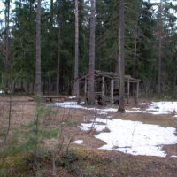 В лесу. :: Михаил Елочкин В лесу. :: Михаил Елочкин