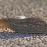 Слизняк :: Giant Tao /