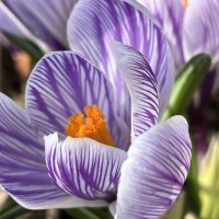 Крокус крупноцветковый. :: Татьяна Крокус крупноцветковый. :: Татьяна