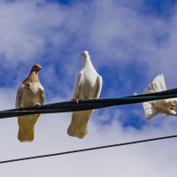 Вдвоём поворкуем. :: Петр Беляков
