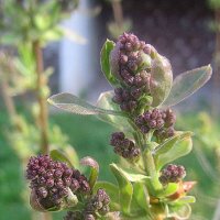 Скоро расцветет :: Елена Семигина