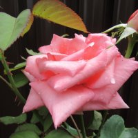 Розы... розы... :: viach 