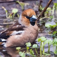 Дубонос :: Владимир Безбородов